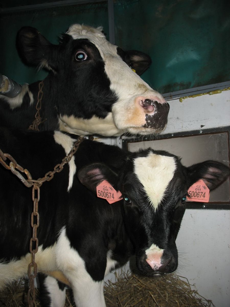 Jeník a jeho máma Bělka při převozu Jeník a jeho máma Bělka při převozu