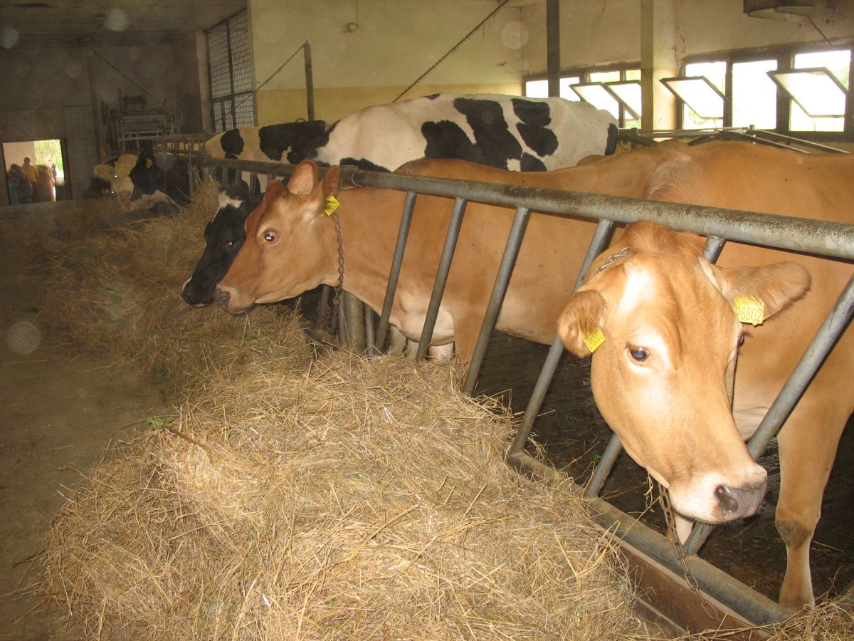 Matylda (prostřední) Matylda (prostřední)