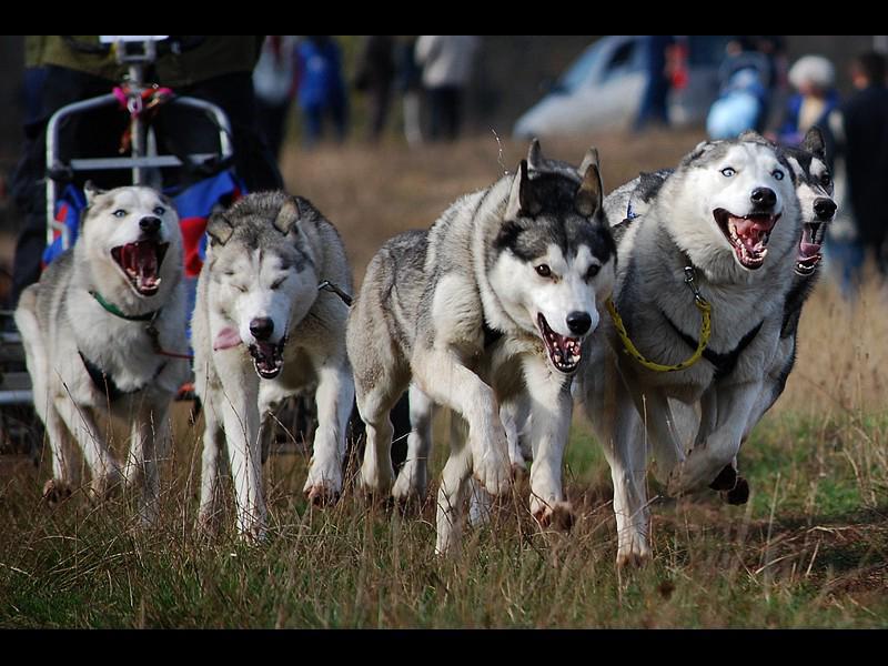 Dog handler Dog handler