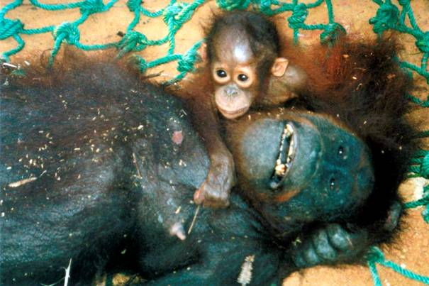 dopad pěstování palmy olejné na orangutany