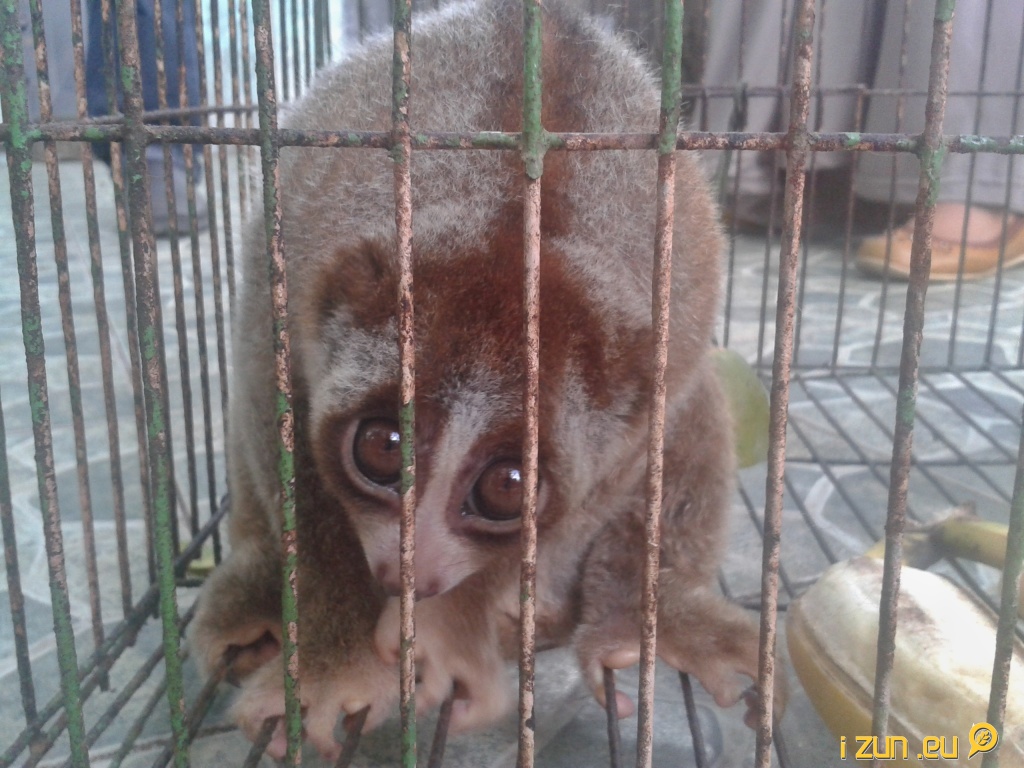 outloň váhavý outloň váhavý