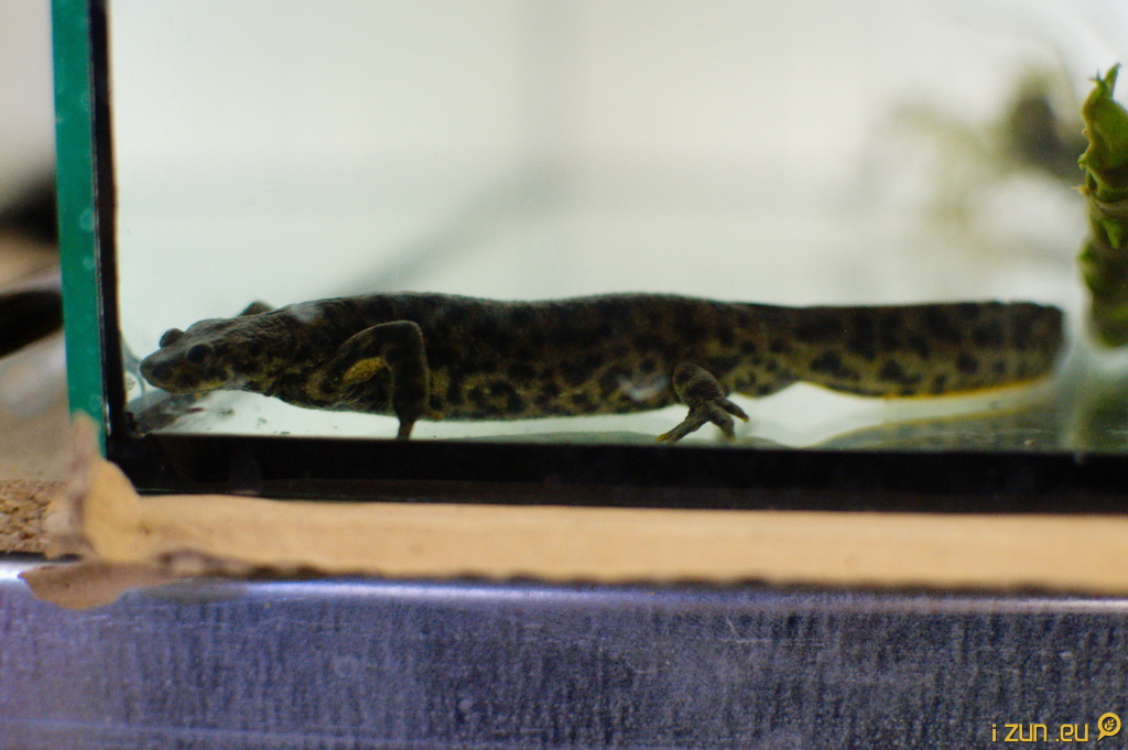 Žebrovník Žebrovník