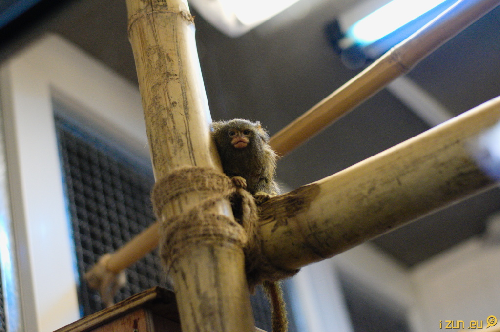 Kosman zakrslý Kosman zakrslý