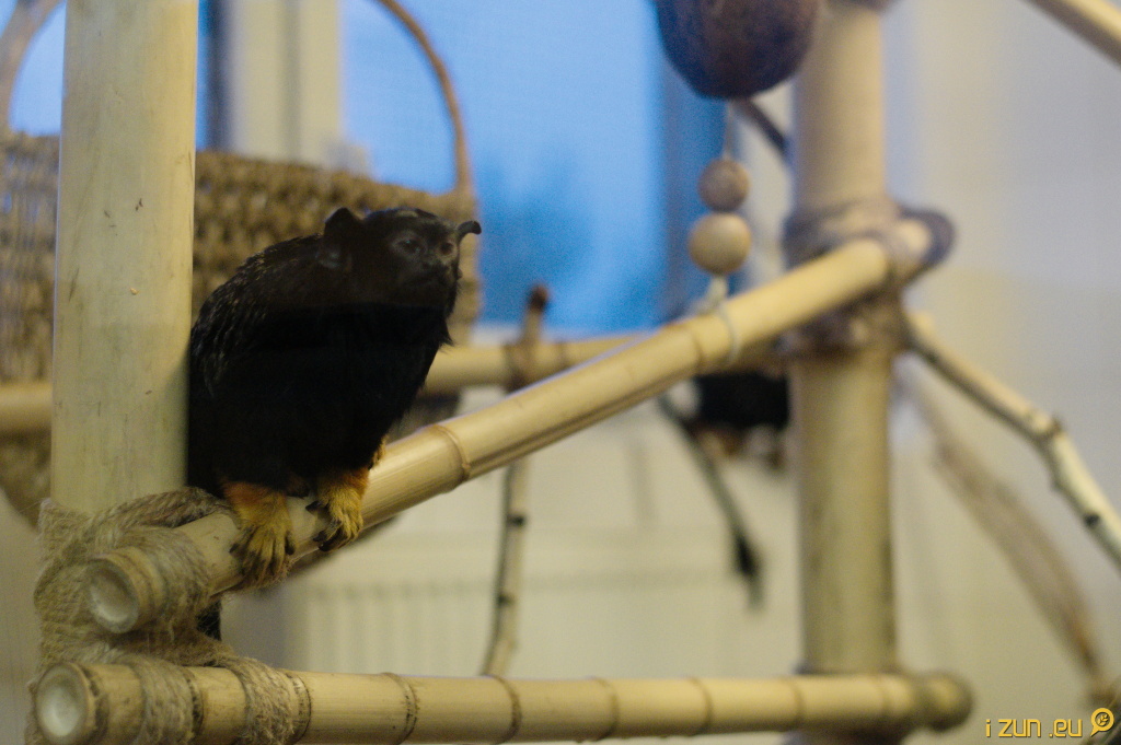 Tamarín žlutoruký Tamarín žlutoruký