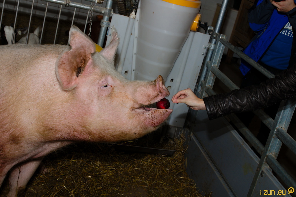 Krmení prasátka Krmení prasátka