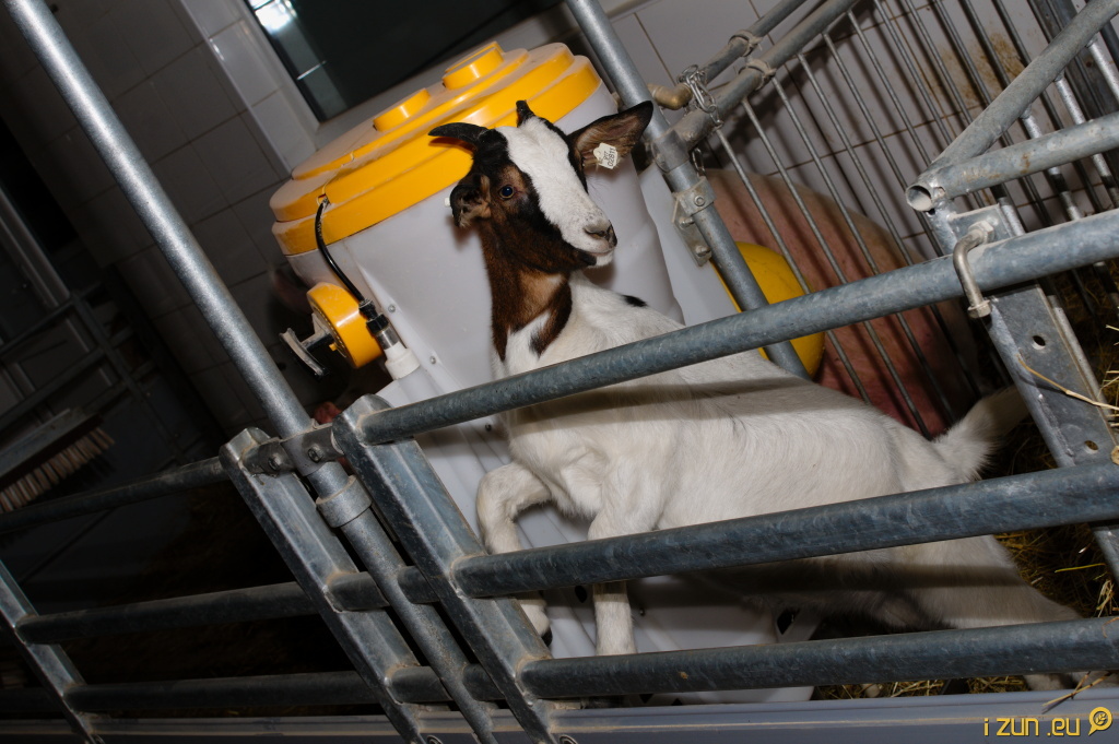 Nová stáj Nová stáj