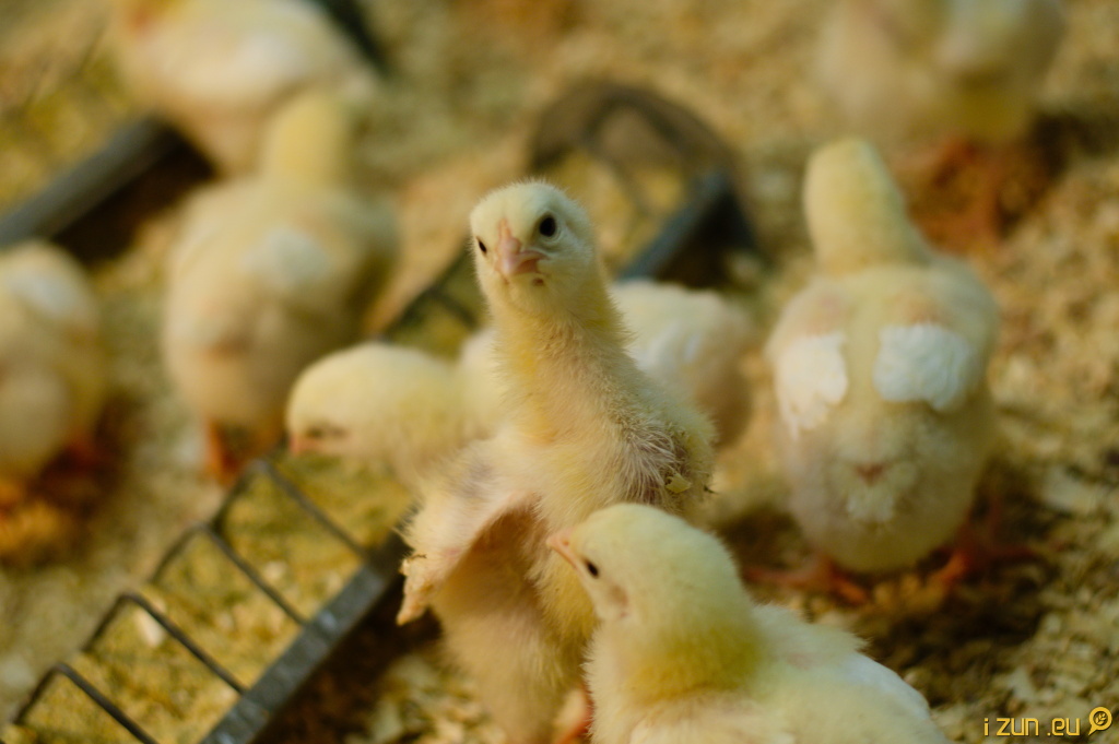 Hejno kuřat Hejno kuřat