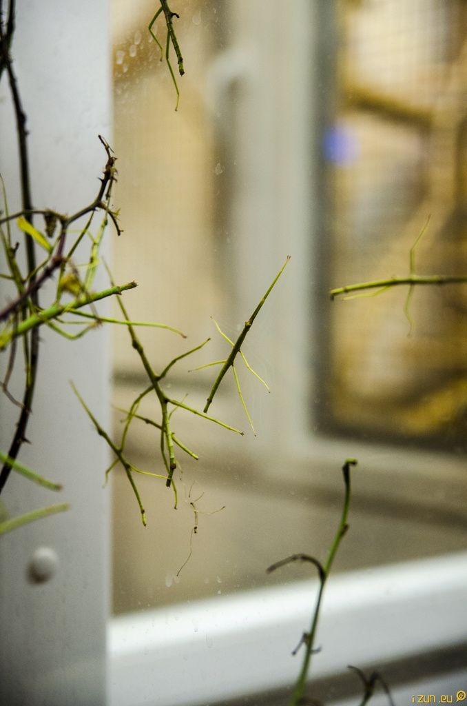 Staršilky Strašilky