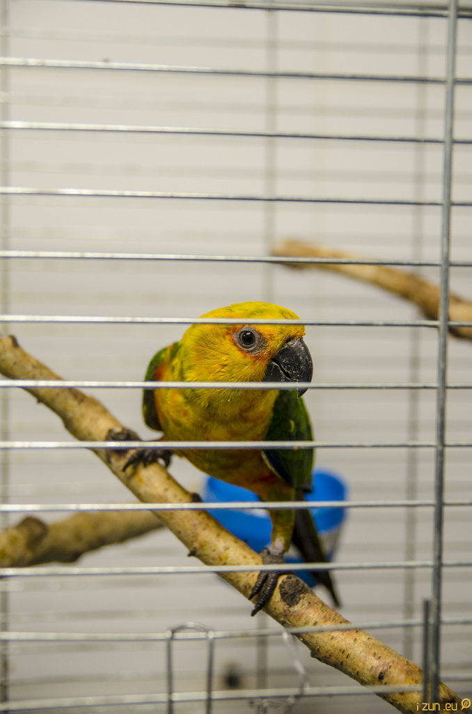 Aratinga jendaj Aratinga jendaj