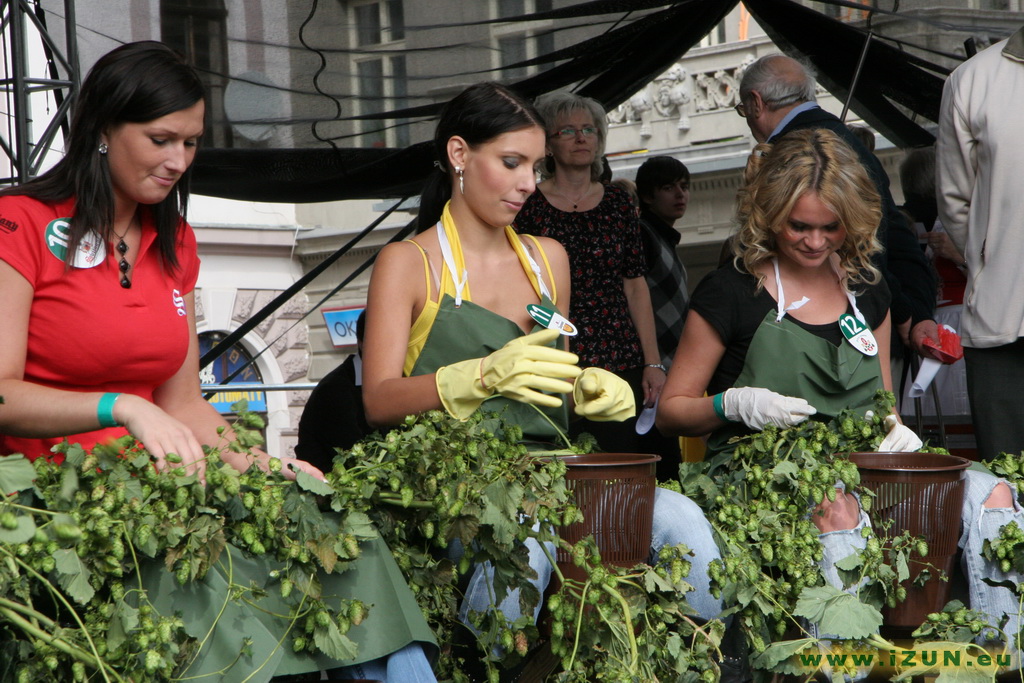 Jana Šimáčková češe chmel