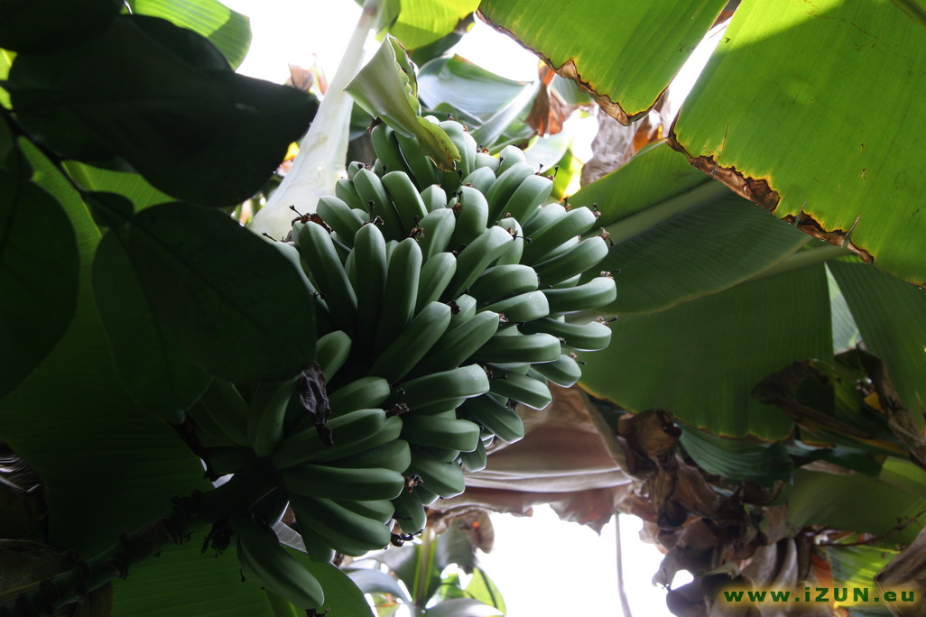 Banánovník Botanick_zahrada_68