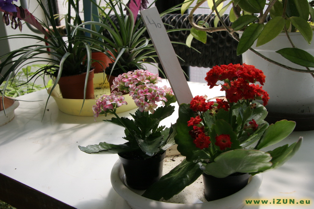 Květiny k zakoupení Botanick_zahrada_82