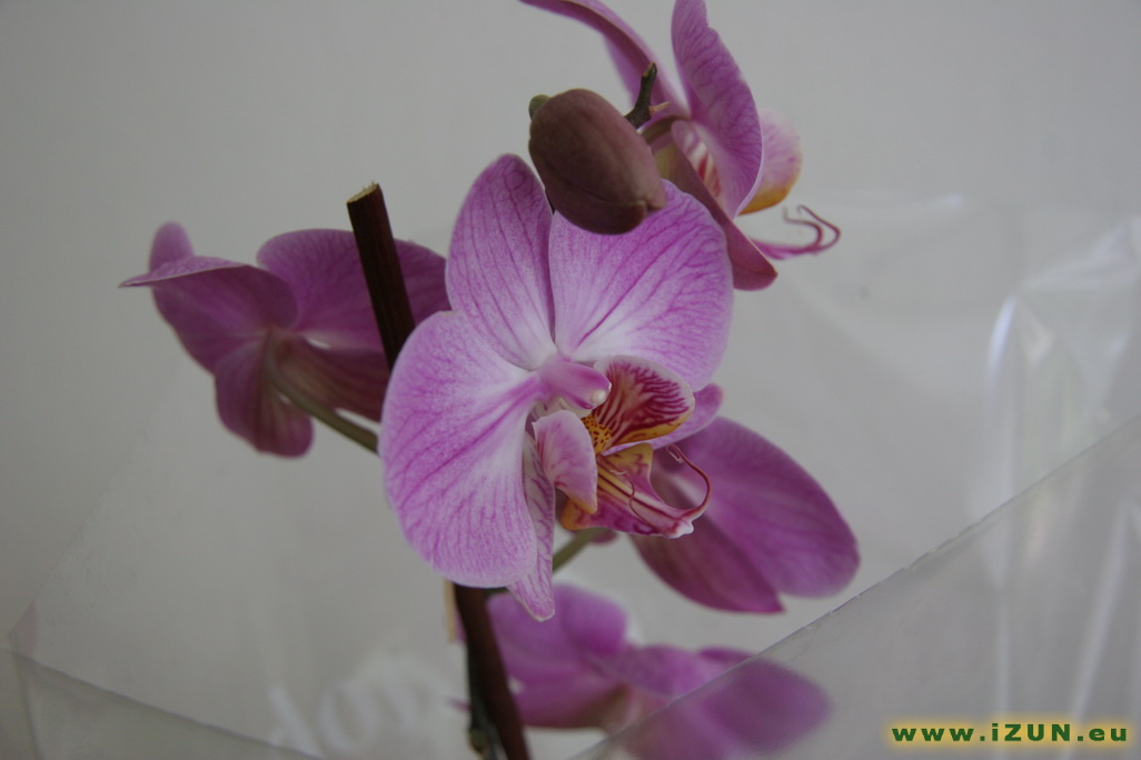 Orchidej Botanick_zahrada_83