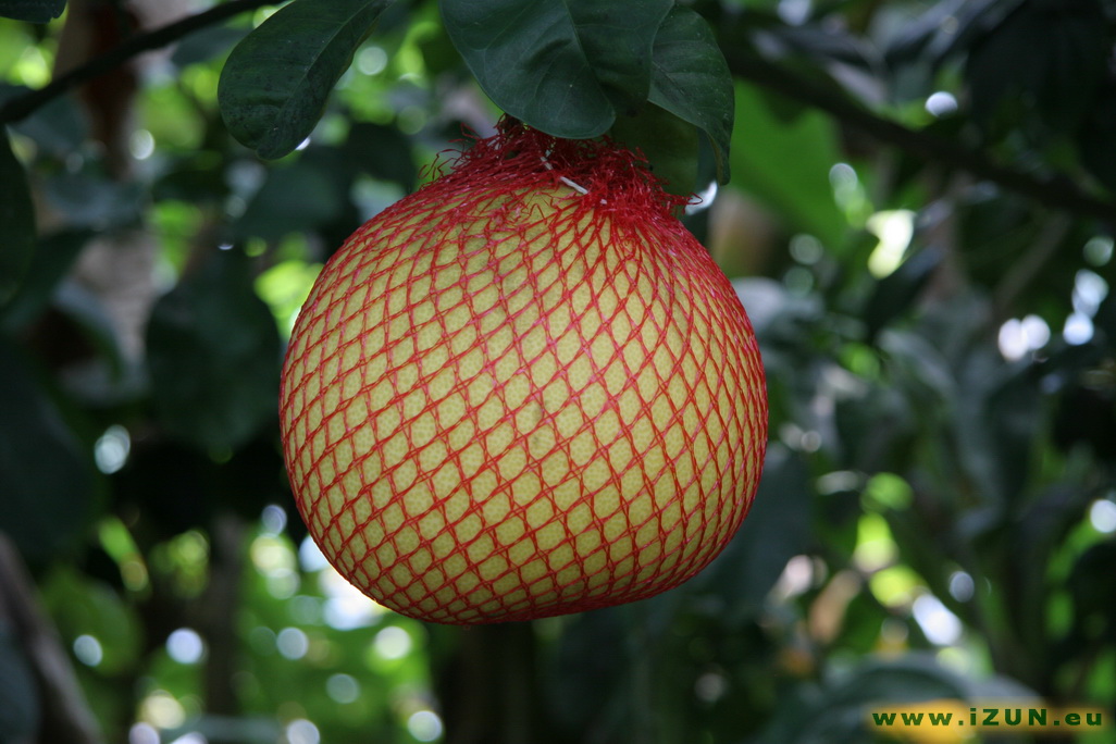 Citrus grandis- Pomelo Citrus_grandis-_Pomelo