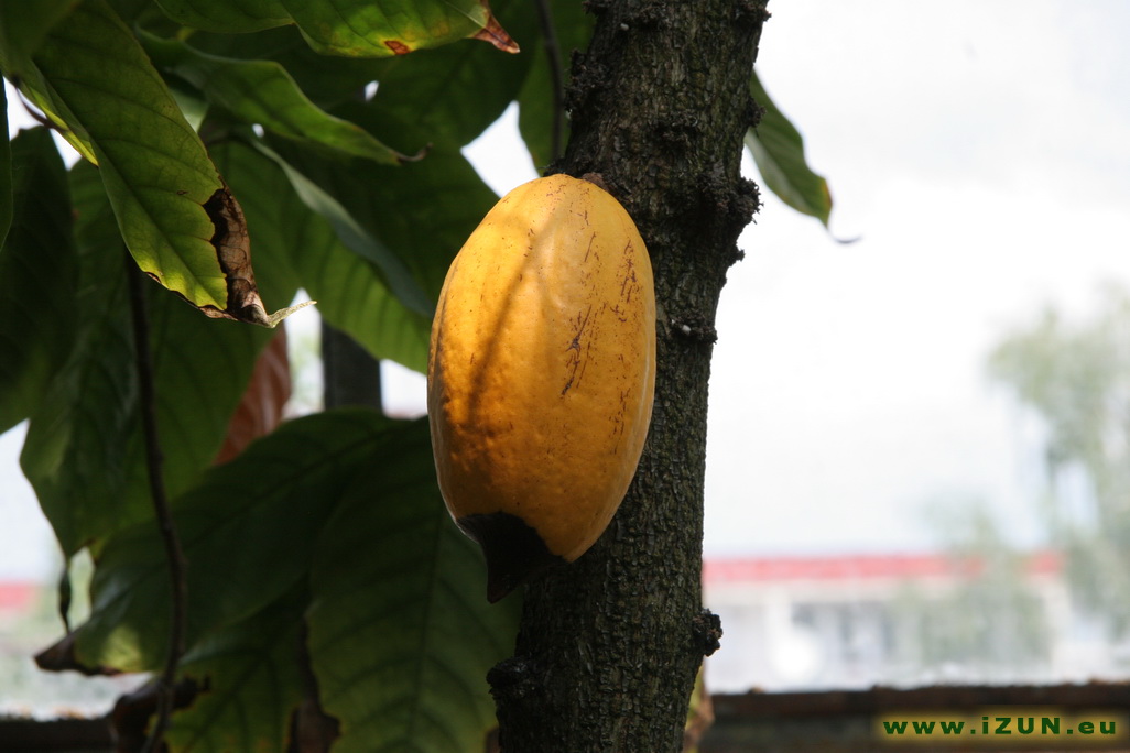 Theobroma cacao- kakao Theobroma_cacao-_kakao