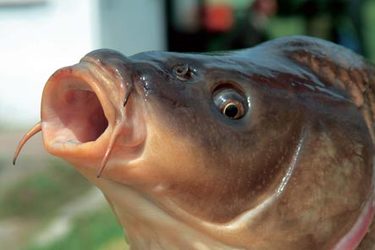 Vědci z FLD hledali šestý smysl u kaprů. Našli?