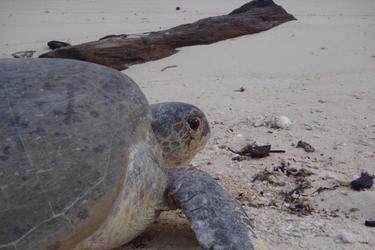 Mořské želvy, krása mizící z oceánů