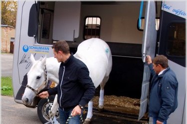 Rozhovor se Sixteen přímo ze stáje: „Na Suchdole se mám jako v lázních.“