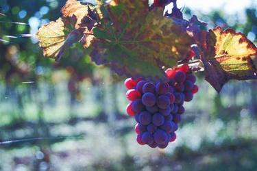 Jak dopadla letošní sklizeň vína?