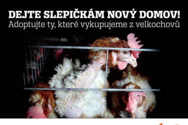 Slepice v nouzi aneb STOP klecovému chovu