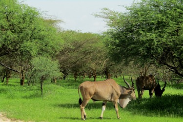 Za antilopou a ještě dál aneb Moje cesta do Senegalu