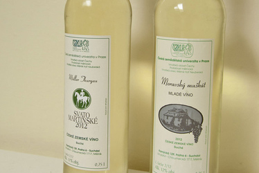 Nová vína na ČZU. Zpestřete si Vánoce