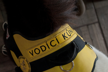 I kůň může být asistent