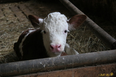 Máme nové tele. A slyší na jméno Dana