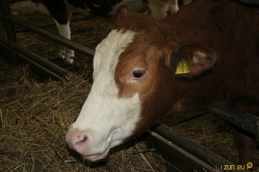 Jeník odjel do nového domova. A nebyl sám.